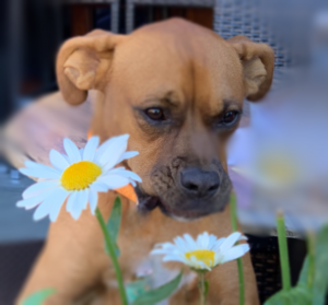brown dog sniffing flowers