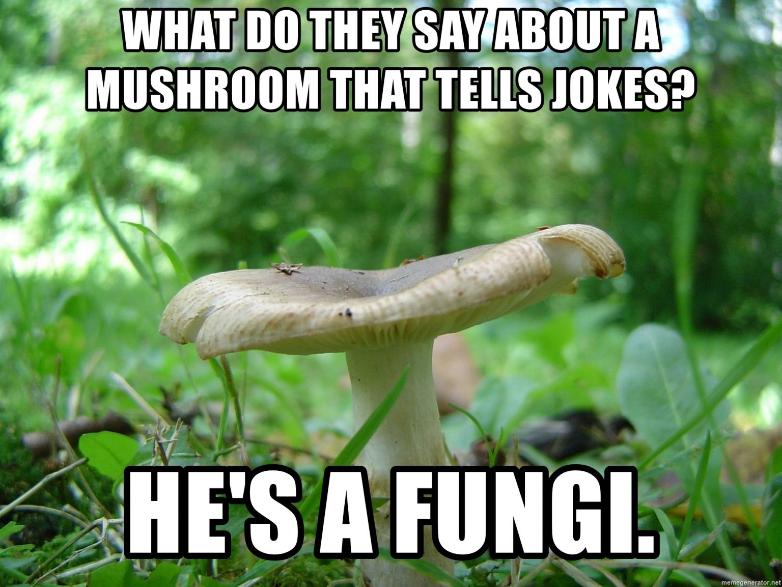 Mad for Mushrooms! DinnerTime