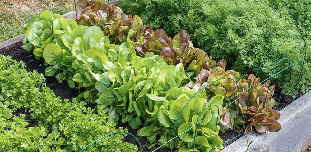 8 Steps to Get Your Garden Growing | DinnerTime